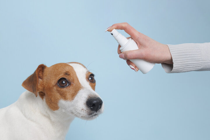 treatment of dogs from ticks and fleas